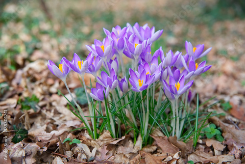 Frühlingserwachen - lila blühende Krokusse
