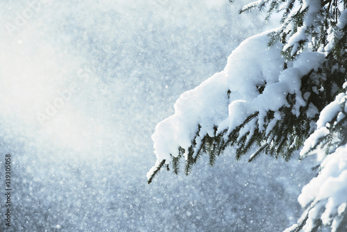Fototapeta Naklejka Na Ścianę i Meble -  Fir branch in snow 