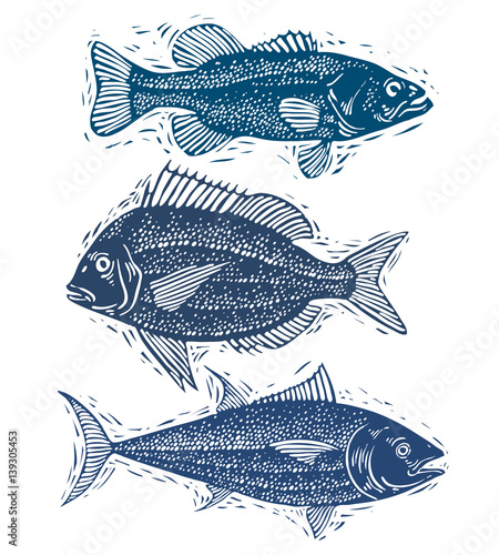Set of vector fishes, different underwater species. Organic seafood graphic symbols collection, freshwater fishes, sea bass, sea bream and salmon.