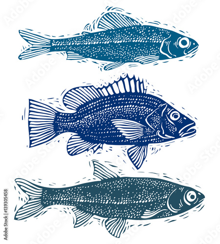 Set of vector fishes, different underwater species. Organic seafood graphic symbols collection, freshwater fishes, sea bass, sea bream and salmon.