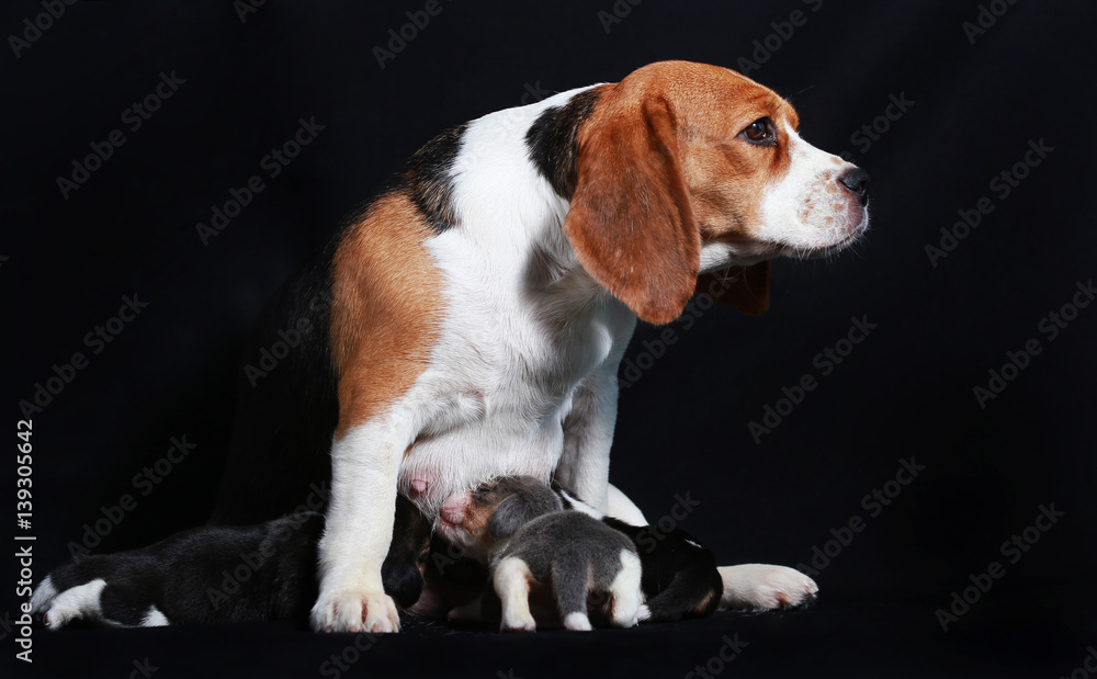 beagle dog feeding her puppies