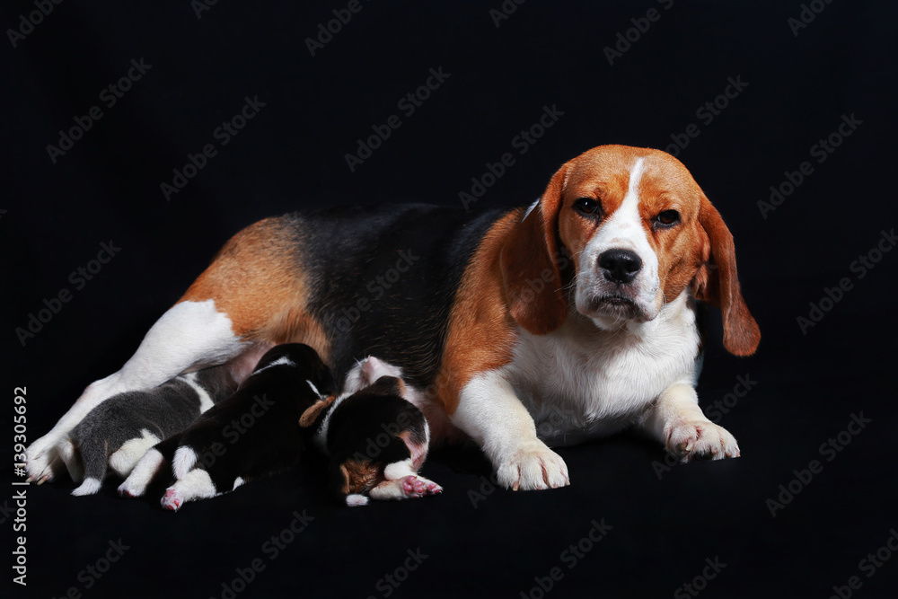 beagle dog feeding her puppies