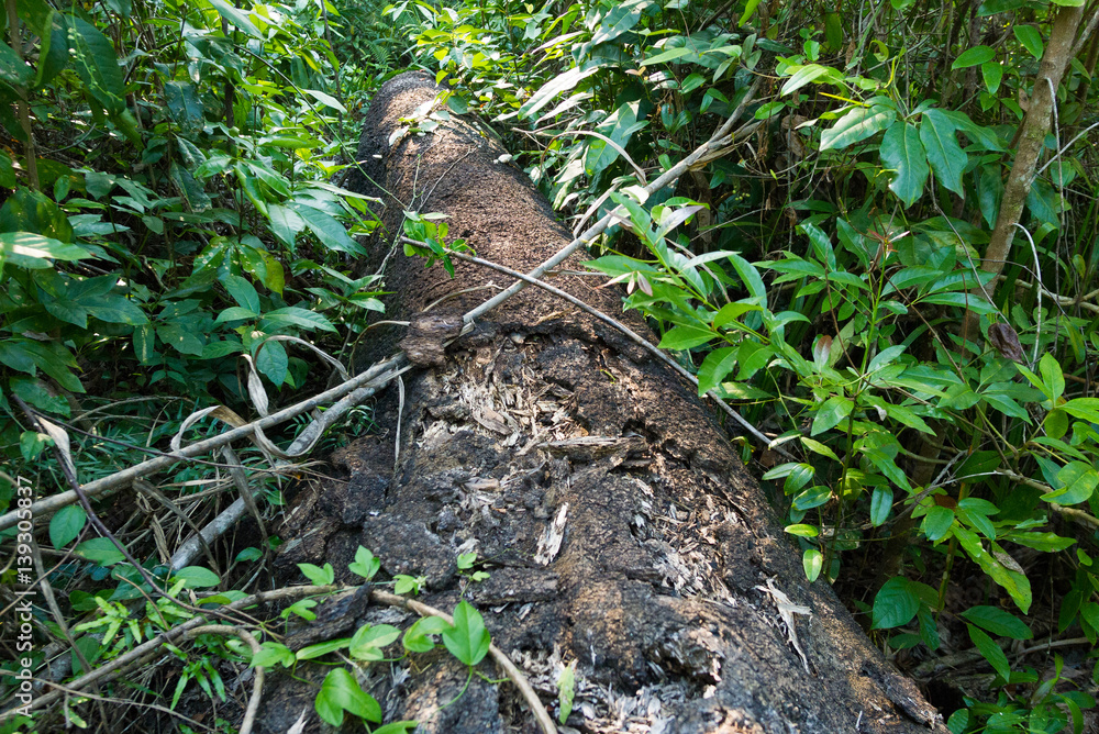 Fallen tree surrounded by vegetation Fallen tree surrounded by vegetation
