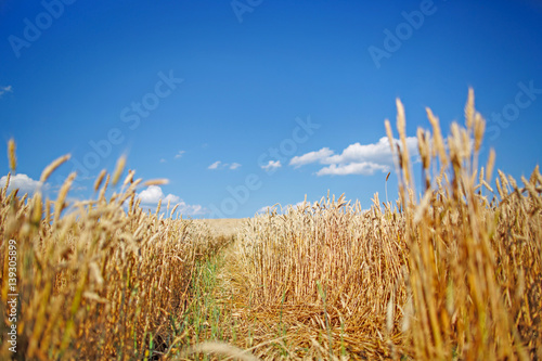 Blue sky and a field of wheat. Flag of Ukraine in nature. A serene sunny day in the Ukrainian steppe