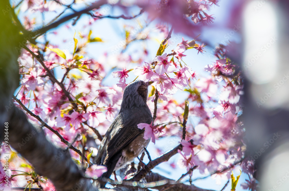 Sakura Sakura