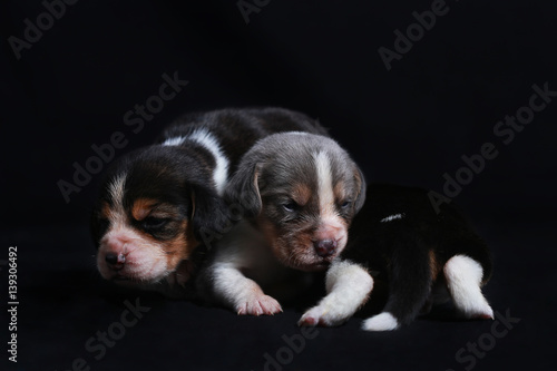 beagle puppies looking for morther