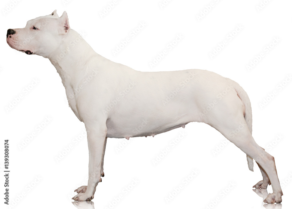 Dogo side top