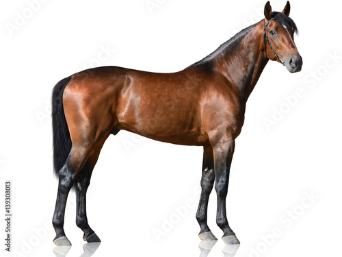 The brown thoroughbred stallion standing isolated on white background side view photo