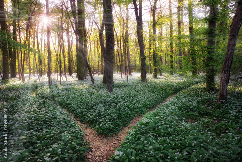 Time to take the decision at a bifurcation of a path in forrest to walk left or right. Where is the bright future? The goal is success! Wild garlic is flowering everywhere in the woods in springtime.