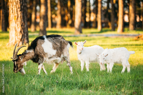 Goat And Two Kid Goat Grazing On Green Summer Grass On A Sunny Day