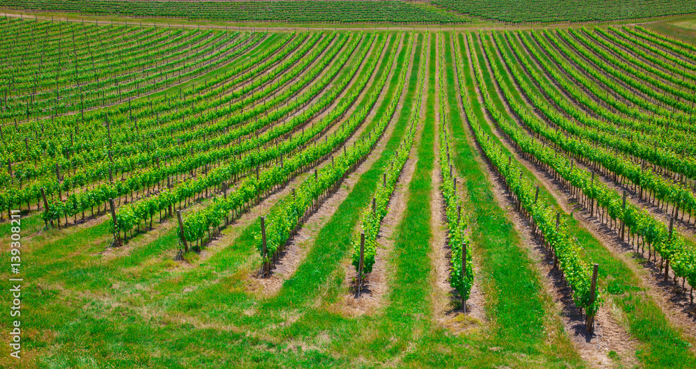 Beautiful rows of grapes before harvesting Beautiful rows of grapes before harvesting