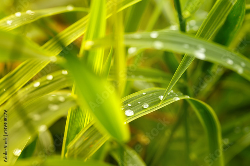 Macro shot of dew drops on the grass at sunrise time