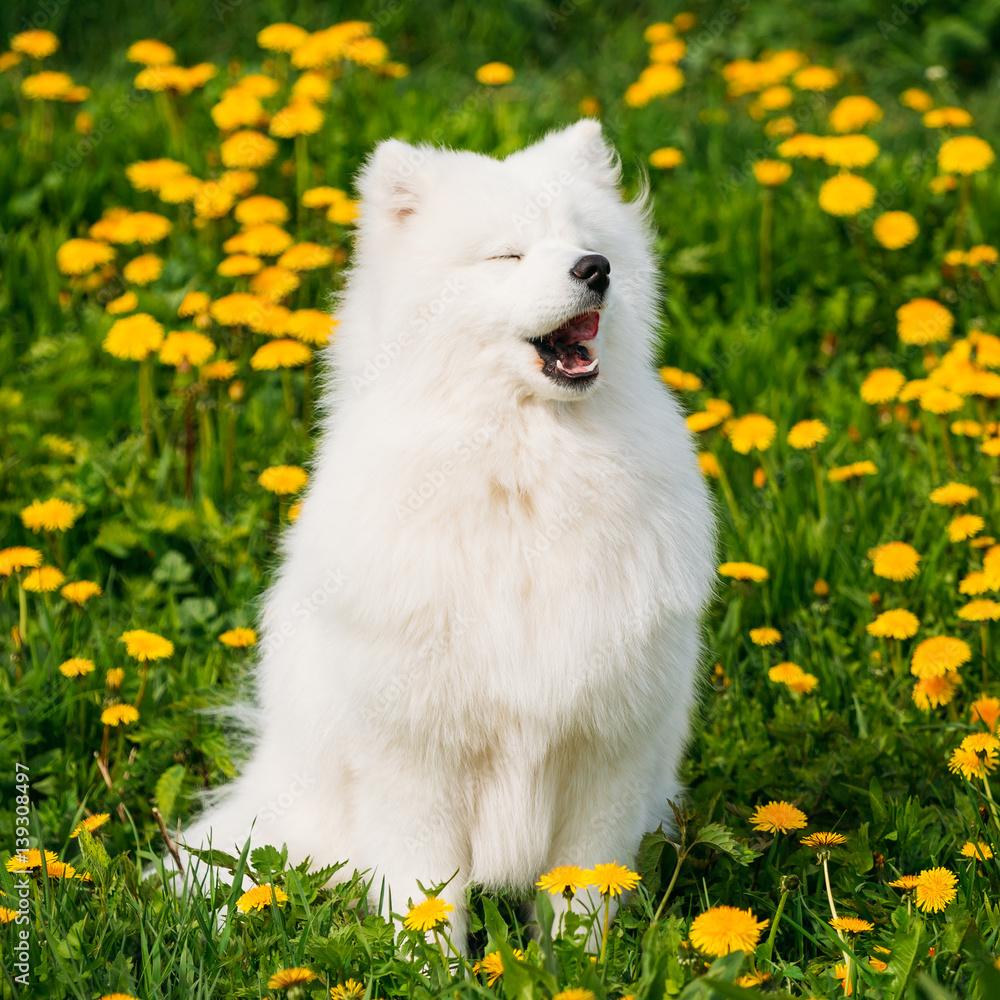 Smiling online sammy dog