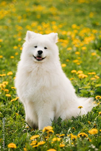 Behang Young Happy Smiling White Samoyed Dog Or Bjelkier, Smiley, Sammy