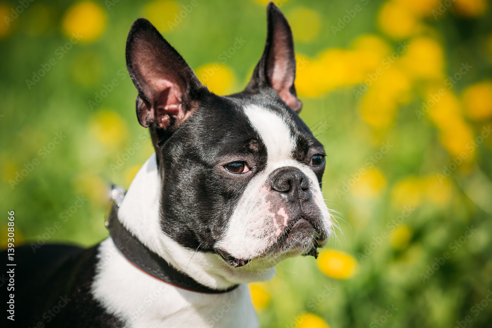 Funny Young Boston Bull Terrier Dog Outdoor In Green Spring Meadow