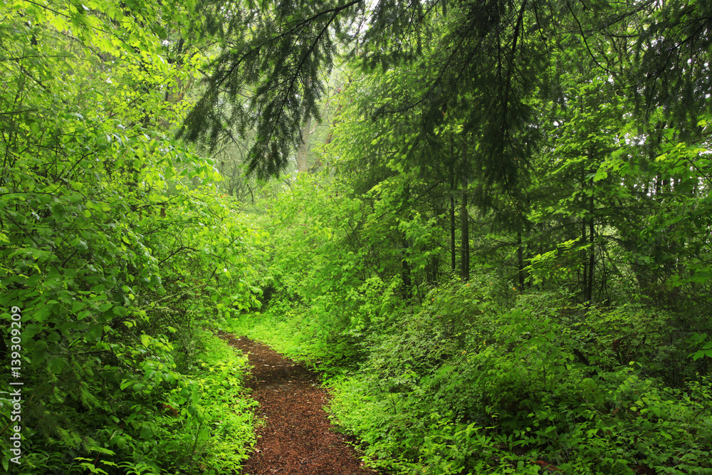 a picture of an exterior Pacific Northwest rainforest hiking trail a picture of an exterior Pacific Northwest rainforest hiking trail