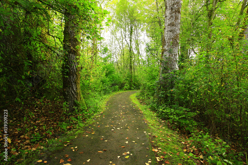 a picture of an exterior Pacific Northwest forest hiking trail