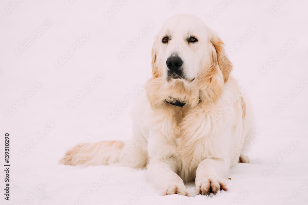 White Labrador Retriever Dog Sit In Snow At Winter Season White Labrador Retriever Dog Sit In Snow At Winter Season