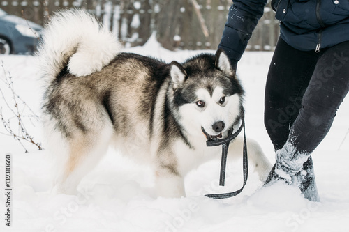 Alaskan Malamute Playing Outdoor In Snow  Winter Season. Playful