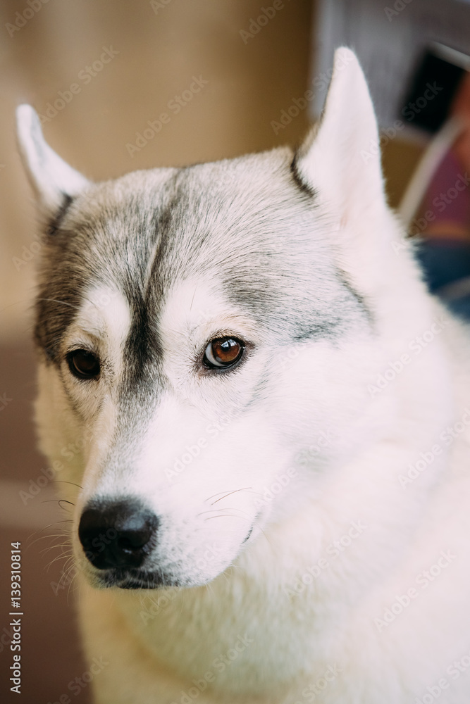 Gray Adult Siberian Husky Dog Close Up Portrait Gray Adult Siberian Husky Dog Close Up Portrait
