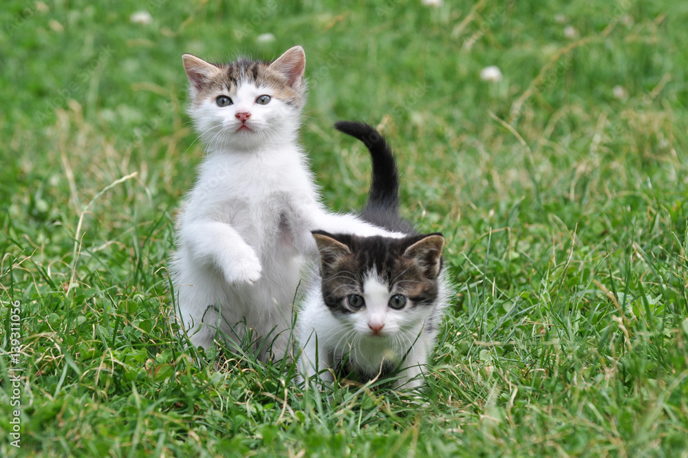 Two little kittens in the green grass