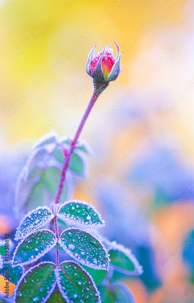 Fototapeta premium Rot- gelbe Rosenknospe steht von Eiskristallen überzogen bei Wintereinbruch aufrecht, Morgenlicht, gelber Hintergrund, Deutschland, Europa