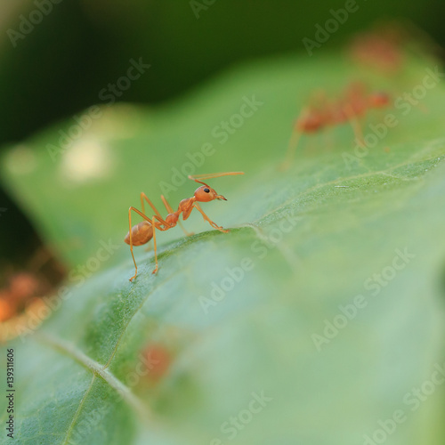 Red ant on green leaf, Macro photo.