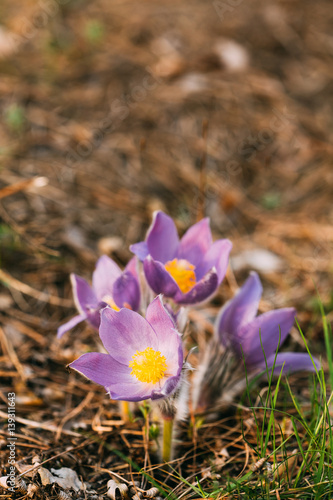 Wild Young Pasqueflower In Early Spring. Flowers Pulsatilla Pat