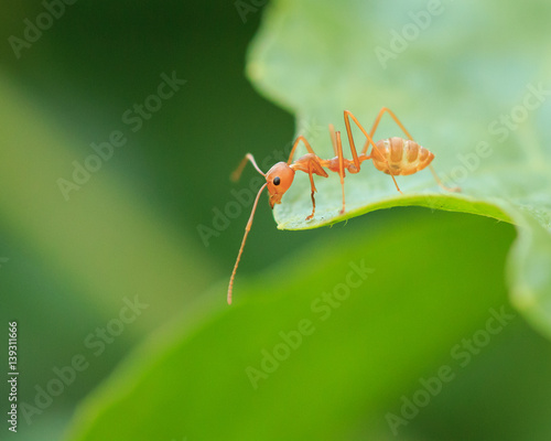 Red ant on green leaf, Macro photo.