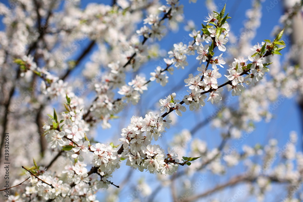 Flowering apricot on a clear day in April Flowering apricot on a clear day in April