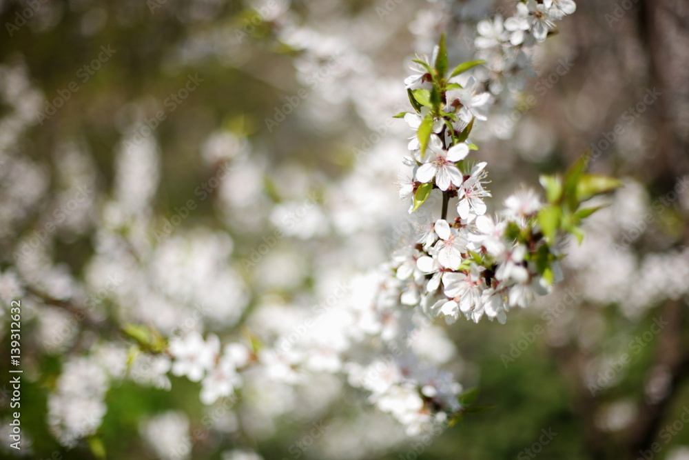 Flowering apricot on a clear day in April Flowering apricot on a clear day in April