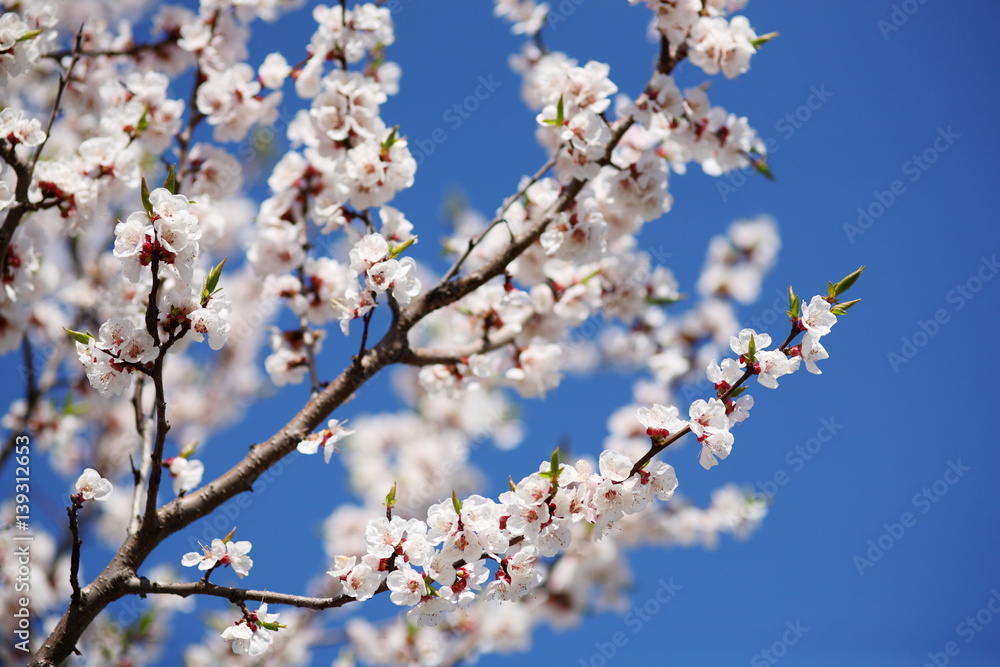 Flowering apricot on a clear day in April Flowering apricot on a clear day in April