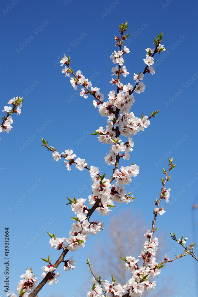 Flowering apricot on a clear day in April Flowering apricot on a clear day in April