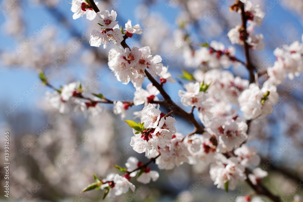 Flowering apricot on a clear day in April Flowering apricot on a clear day in April