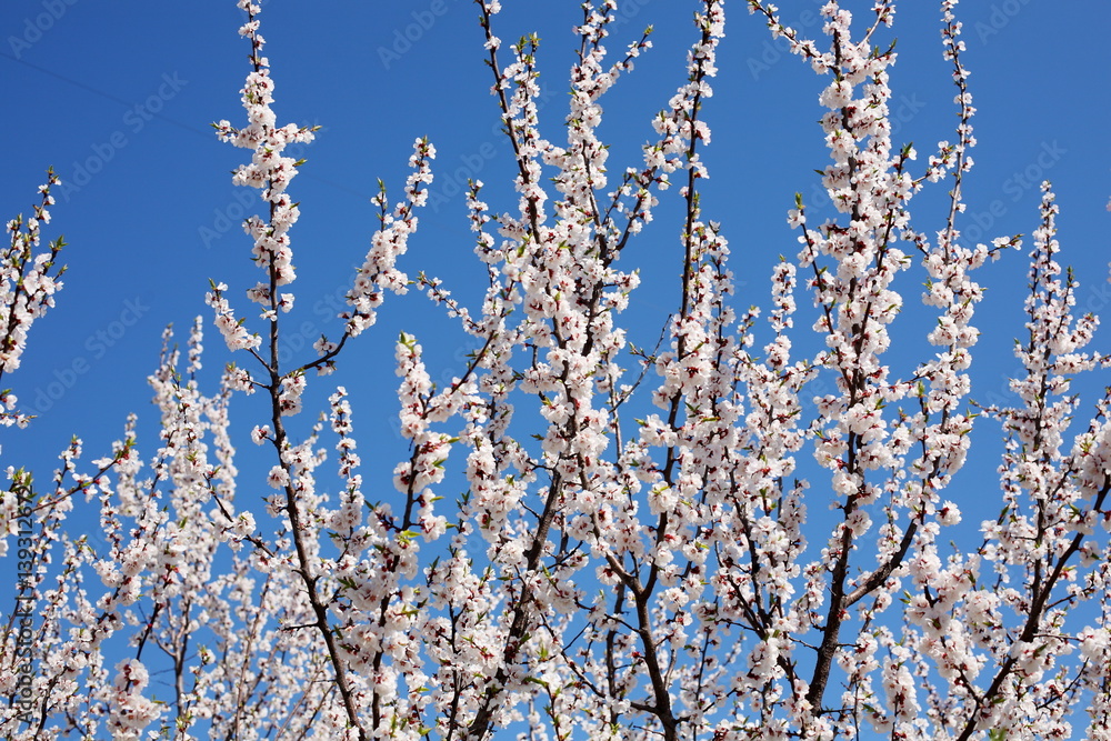 Flowering apricot on a clear day in April Flowering apricot on a clear day in April