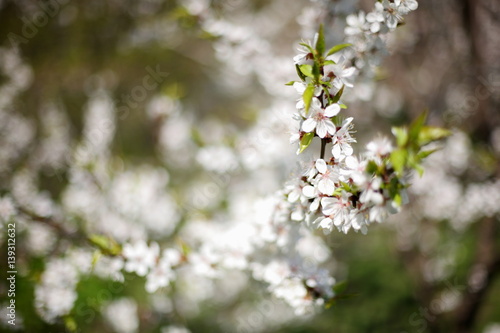 Flowering apricot on a clear day in April