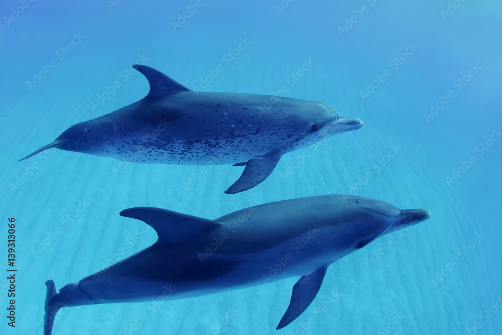 Obraz premium Two dolphins swimming in blue water