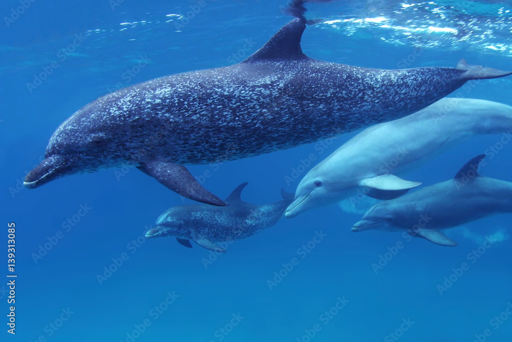 Naklejka premium Dolphins swim in blue water