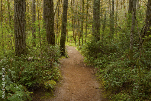 a picture of an exterior Pacific Northwest forest hiking trail © Craig  R. Chanowski