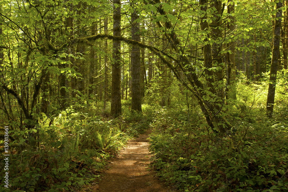 a picture of an exterior pacific Northwest forest trail in summer