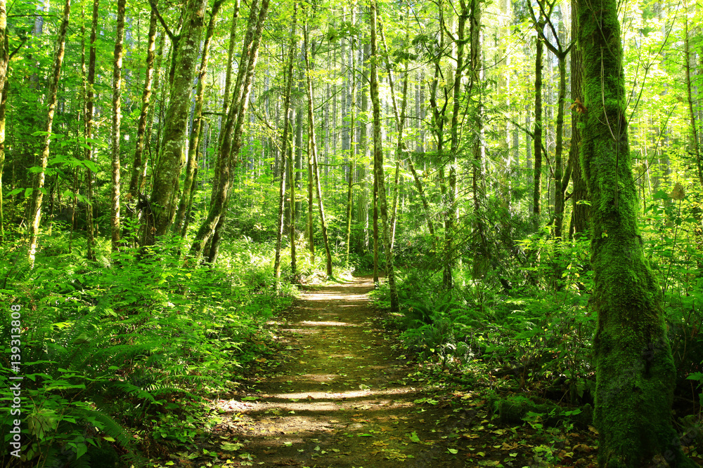 a picture of an exterior Pacific Northwest forest hiking trail a picture of an exterior Pacific Northwest forest hiking trail