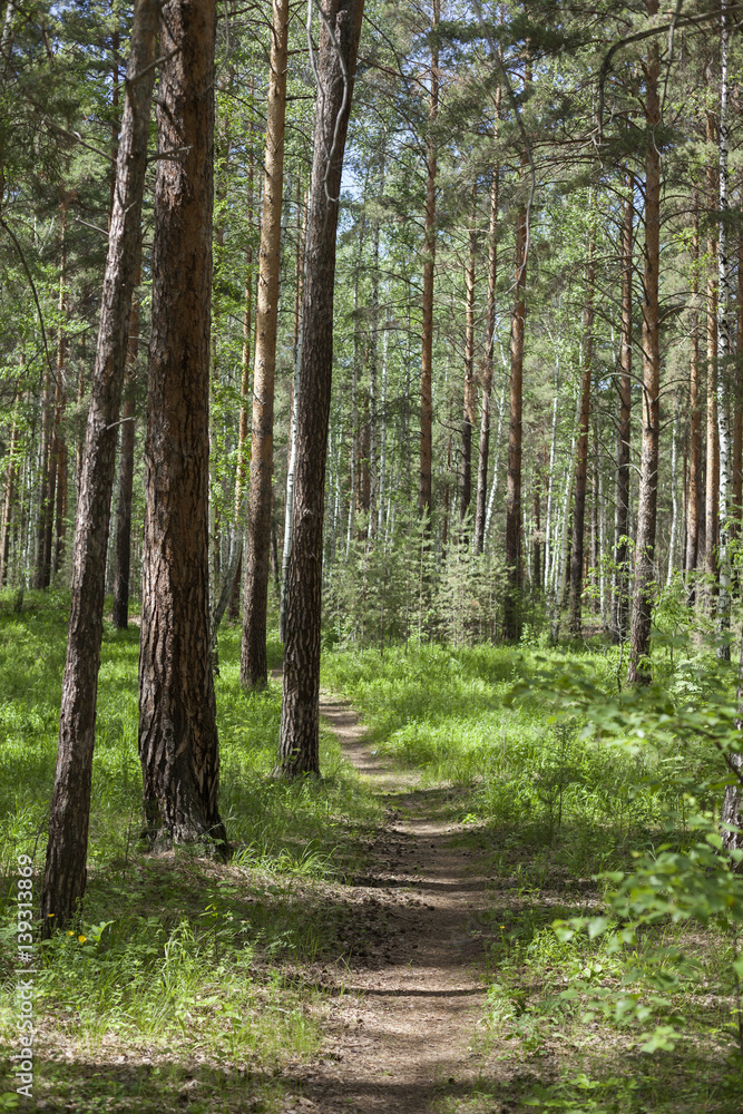 forest trees tree nature woods summer forest trees tree nature woods summer