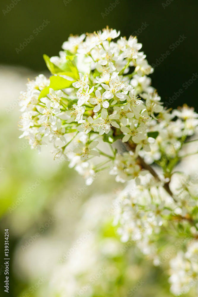 Closeup of Cherry Flower at Blossom Closeup of Cherry Flower at Blossom
