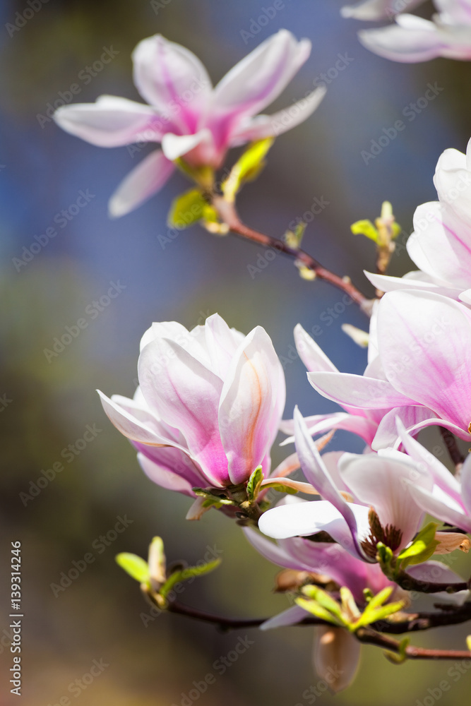 Obraz premium Closeup of Magnolia Flower at Blossom