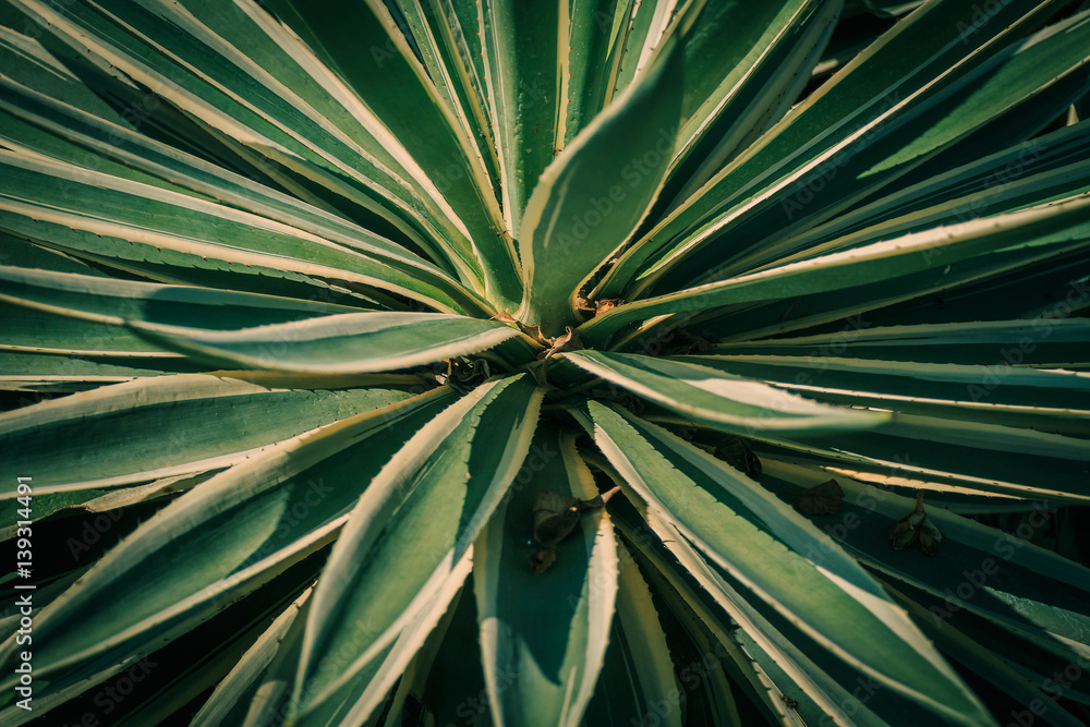 Fototapeta premium detail of dark palm leaves for graphic background.