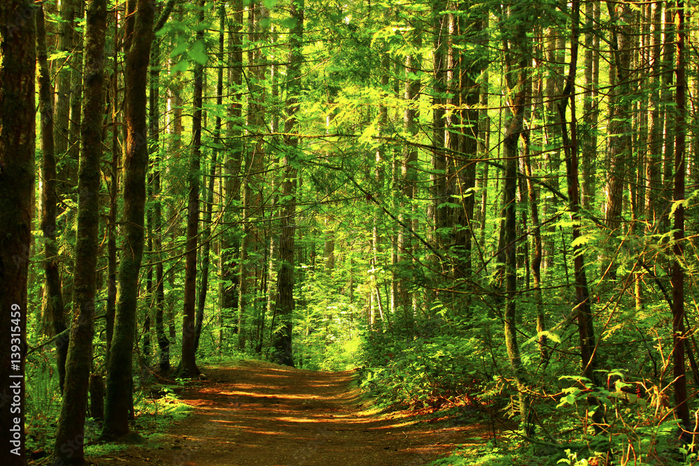 Obraz premium a picture of an exterior Pacific Northwest forest hiking trail