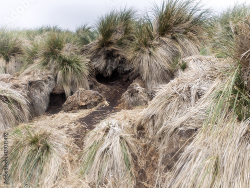 Tussac grass, Poa flabellata, making huge impervious thicket,  typical plant for the Falkland / Malvinas