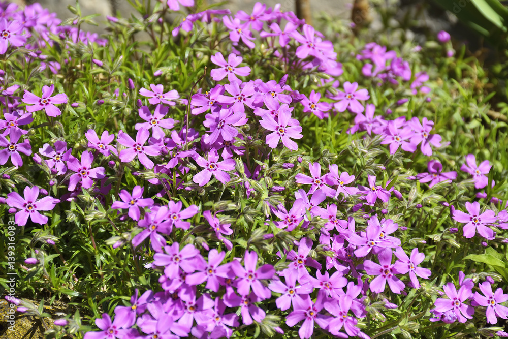 beautiful pink garden flowers