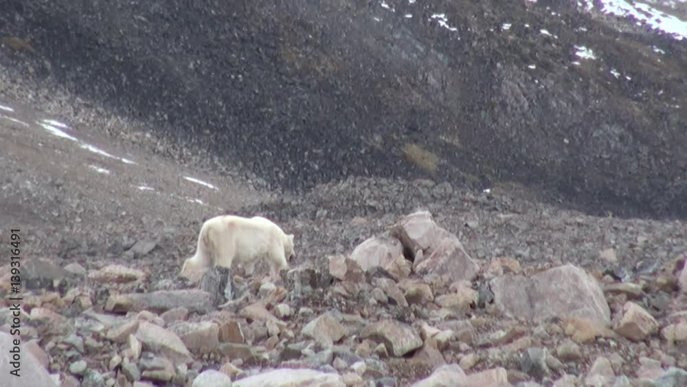 White polar bear on desolate ice of tundra in Svalbard. Dangerous animals in search of food in Nordic badlands. Unique footage on background natural landscape of Spitsbergen in Arctic. White polar bear on desolate ice of tundra in Svalbard. Dangerous animals in search of food in Nordic badlands. Unique footage on background natural landscape of Spitsbergen in Arctic.