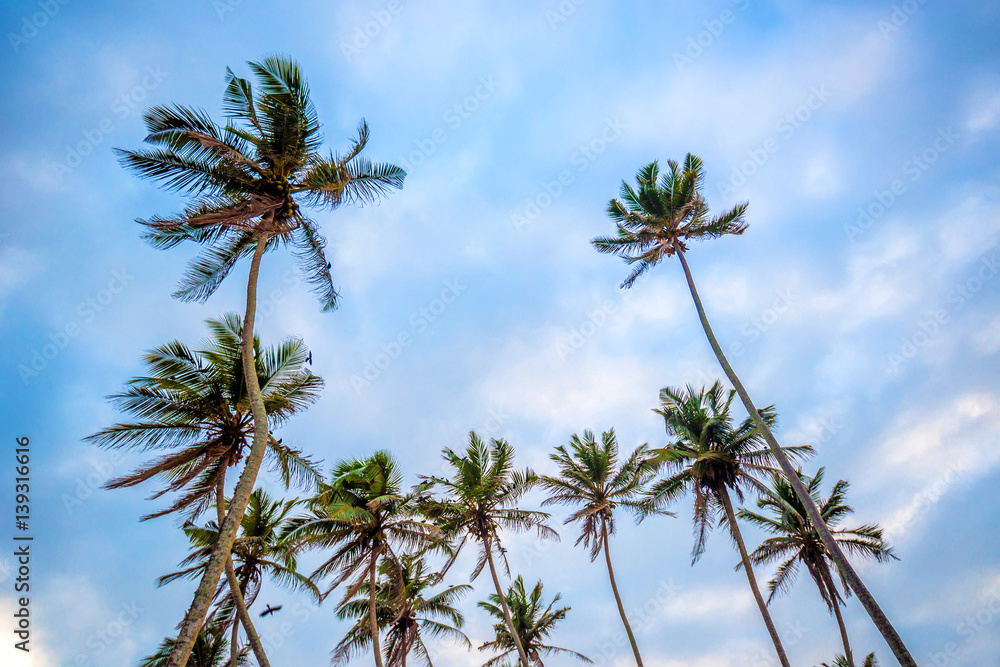 Fototapeta premium Tropical background with palms and sky